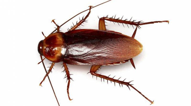 Cucaracha americana