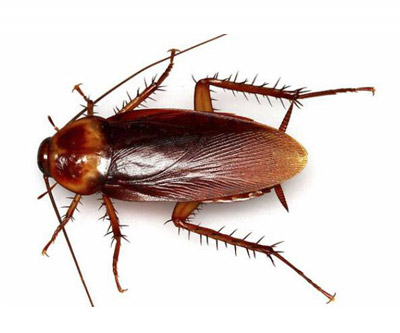 Cucaracha americana Periplaneta americana Lineo