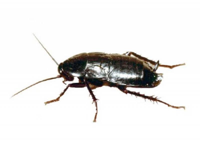 Cucaracha negra