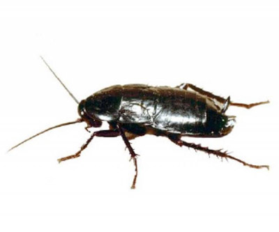 Cucaracha negra u oriental. Blatta orientalis (Linneo)