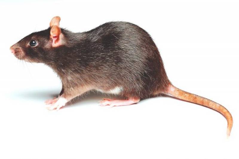 Fumigación ratas y ratones