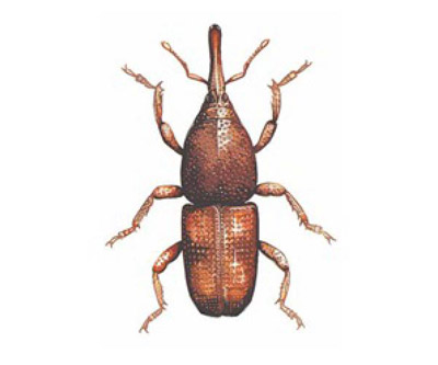 Gorgojos: Familia Curculionidae.