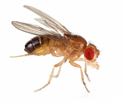 Mosca de la uva o del vinagre Drosophila melanogaster Meigen