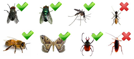 Trampa para Moscas y Mosquitos (Insectos Voladores)