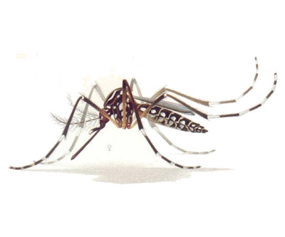 Vector del dengue y la fiebre amarilla. Aedes aegypti (Linnaeus, 1762)